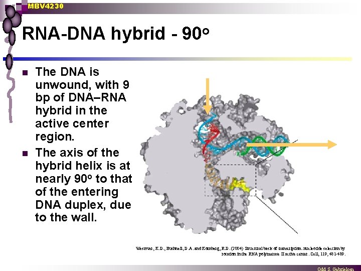 MBV 4230 RNA-DNA hybrid - 90 o n n The DNA is unwound, with