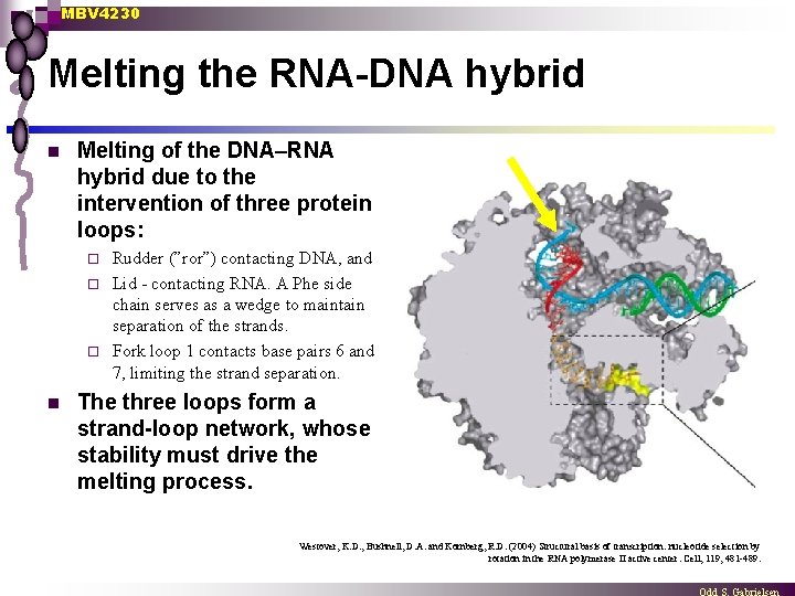 MBV 4230 Melting the RNA-DNA hybrid n Melting of the DNA–RNA hybrid due to