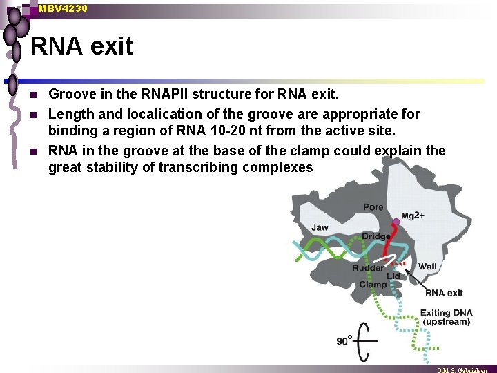 MBV 4230 RNA exit n n n Groove in the RNAPII structure for RNA