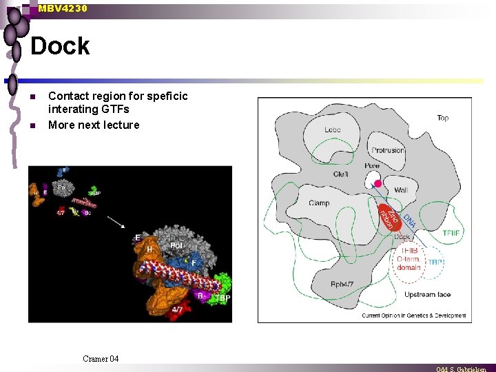 MBV 4230 Dock n n Contact region for speficic interating GTFs More next lecture