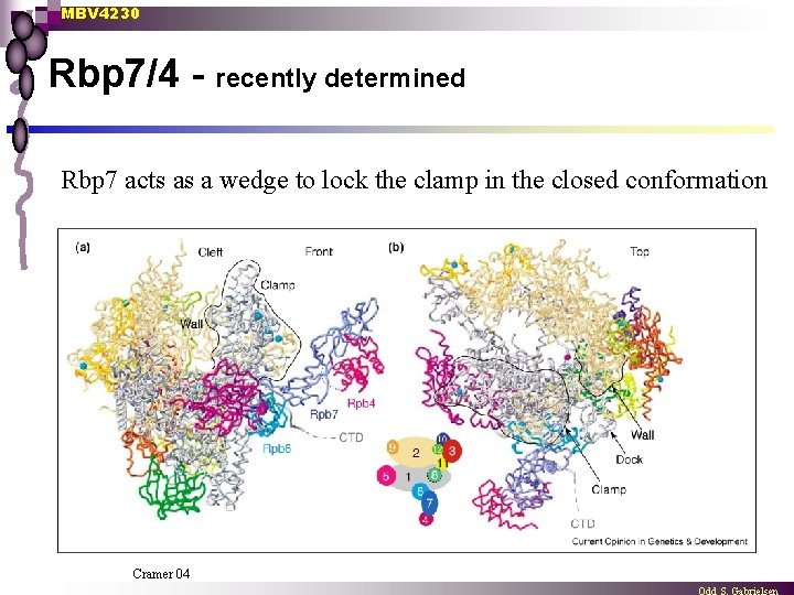 MBV 4230 Rbp 7/4 - recently determined Rbp 7 acts as a wedge to