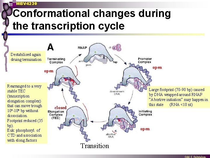 MBV 4230 Conformational changes during the transcription cycle Destabilised again druing termination open Rearranged