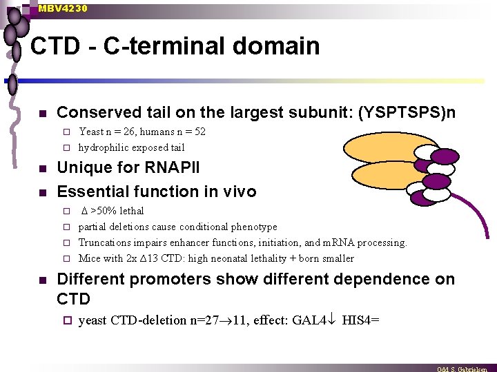 MBV 4230 CTD - C-terminal domain n Conserved tail on the largest subunit: (YSPTSPS)n