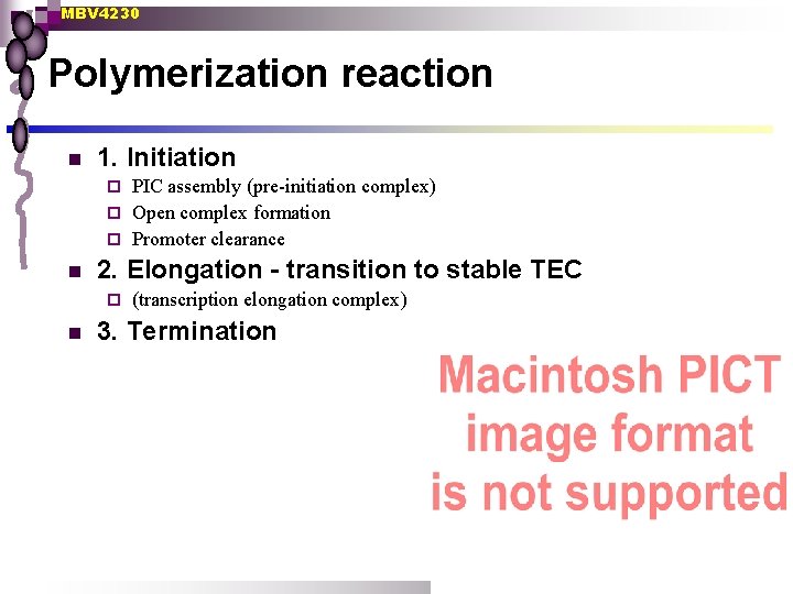 MBV 4230 Polymerization reaction n 1. Initiation PIC assembly (pre-initiation complex) ¨ Open complex