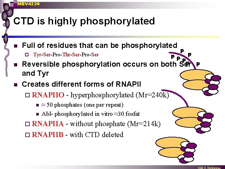 MBV 4230 CTD is highly phosphorylated n Full of residues that can be phosphorylated