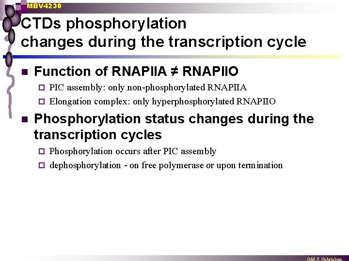 MBV 4230 CTDs phosphorylation changes during the transcription cycle n Function of RNAPIIA ≠