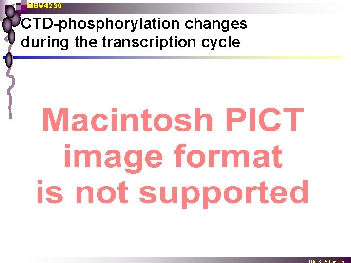 MBV 4230 CTD-phosphorylation changes during the transcription cycle 