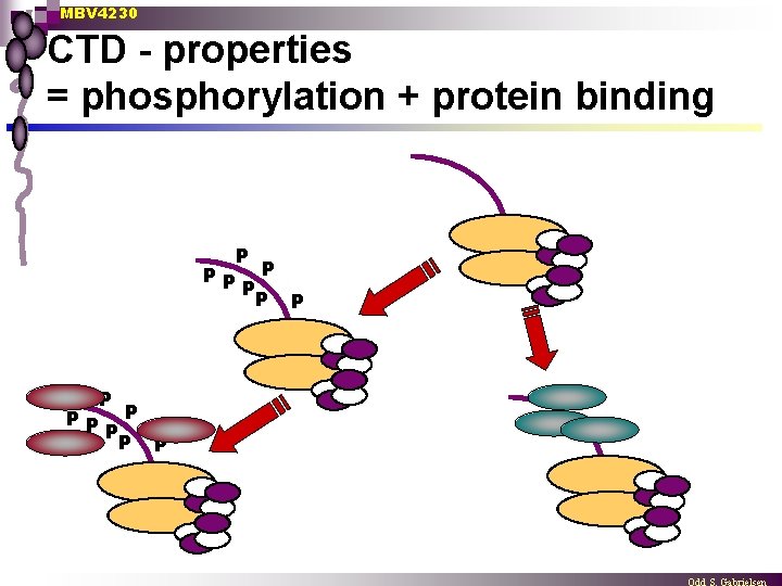 MBV 4230 CTD - properties = phosphorylation + protein binding P PP P P