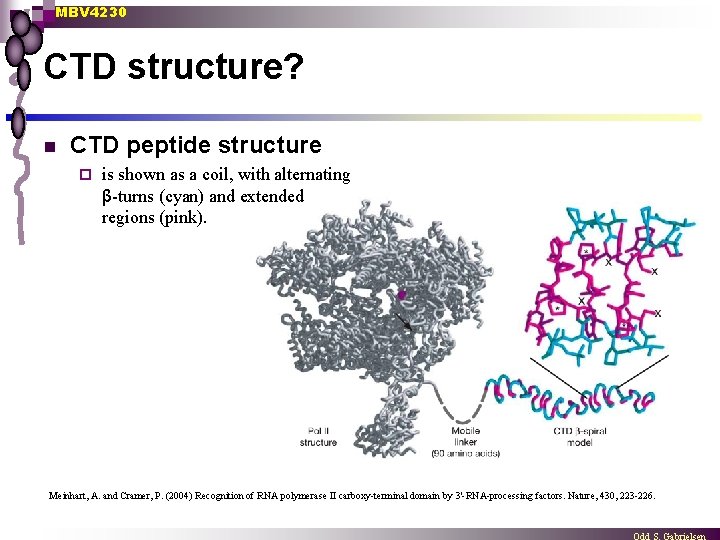MBV 4230 CTD structure? n CTD peptide structure ¨ is shown as a coil,