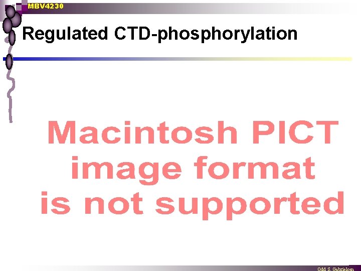 MBV 4230 Regulated CTD-phosphorylation 