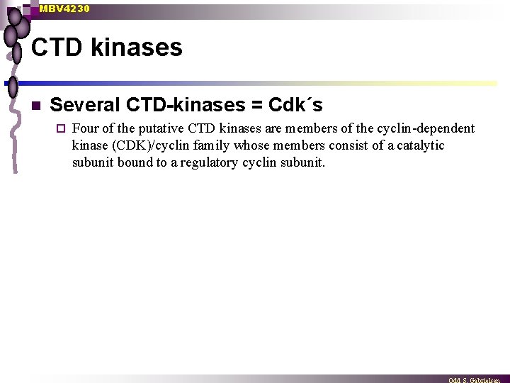 MBV 4230 CTD kinases n Several CTD-kinases = Cdk´s ¨ Four of the putative