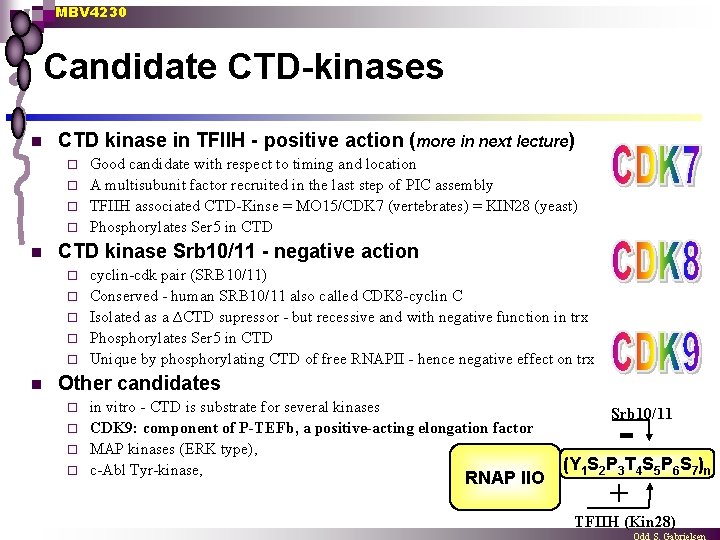MBV 4230 Candidate CTD-kinases n CTD kinase in TFIIH - positive action (more in