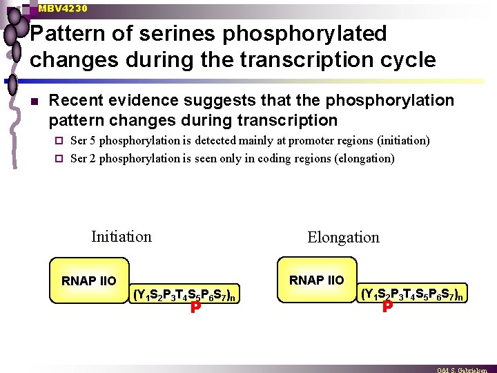 MBV 4230 Pattern of serines phosphorylated changes during the transcription cycle n Recent evidence