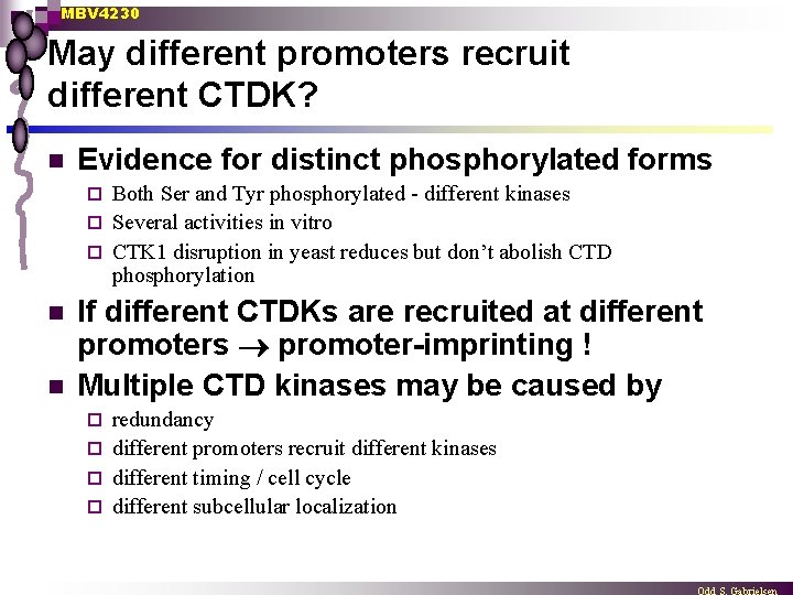 MBV 4230 May different promoters recruit different CTDK? n Evidence for distinct phosphorylated forms