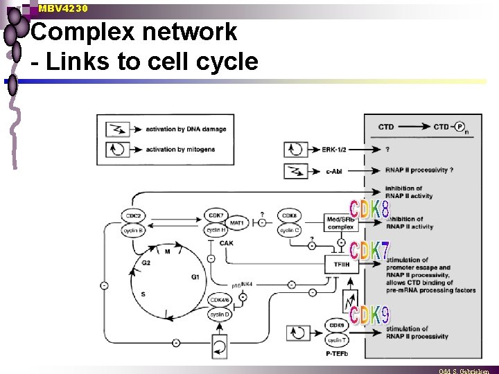 MBV 4230 Complex network - Links to cell cycle 