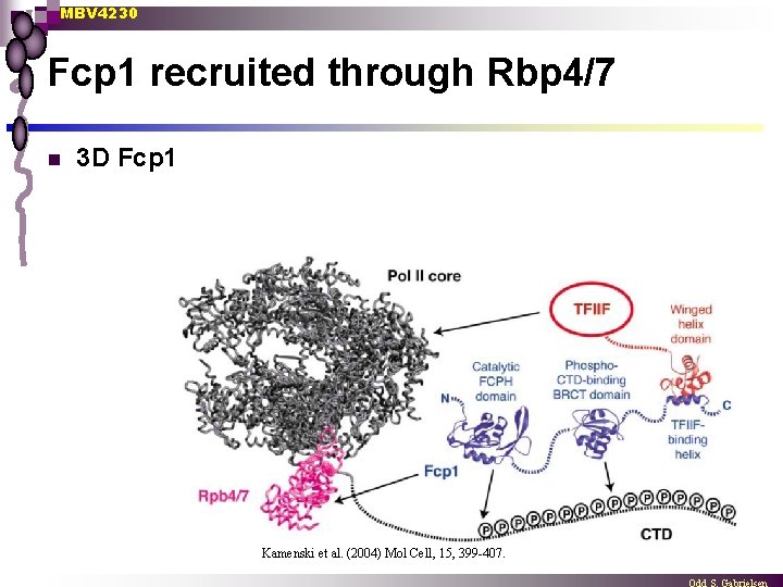 MBV 4230 Fcp 1 recruited through Rbp 4/7 n 3 D Fcp 1 Kamenski