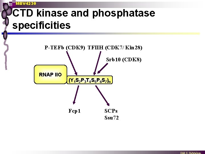 MBV 4230 CTD kinase and phosphatase specificities P-TEFb (CDK 9) TFIIH (CDK 7/ Kin