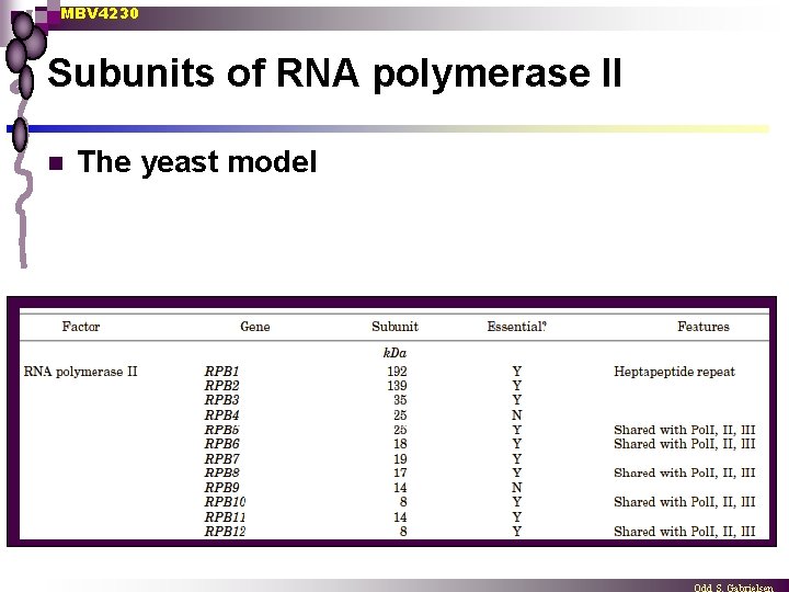 MBV 4230 Subunits of RNA polymerase II n The yeast model 