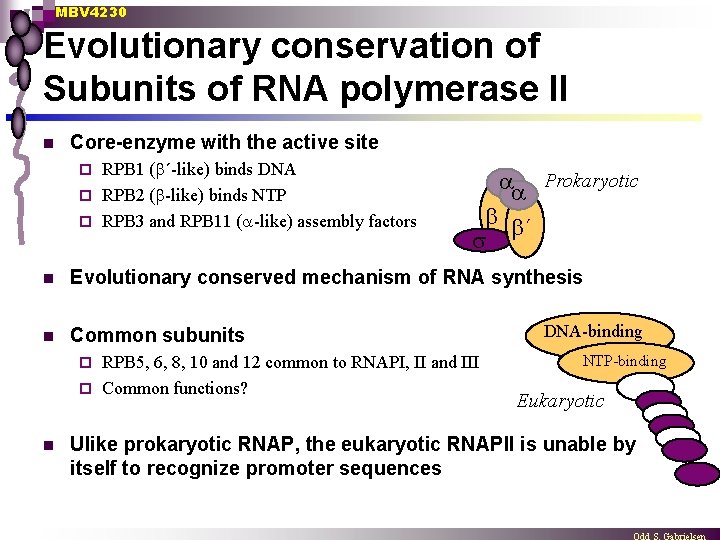 MBV 4230 Evolutionary conservation of Subunits of RNA polymerase II n Core-enzyme with the
