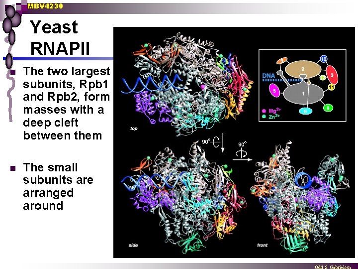 MBV 4230 Yeast RNAPII n The two largest subunits, Rpb 1 and Rpb 2,