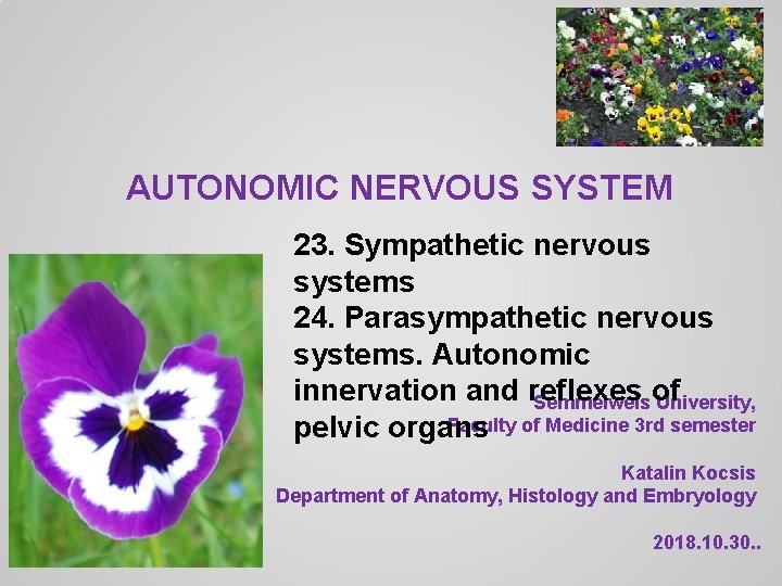 AUTONOMIC NERVOUS SYSTEM 23. Sympathetic nervous systems 24. Parasympathetic nervous systems. Autonomic innervation and