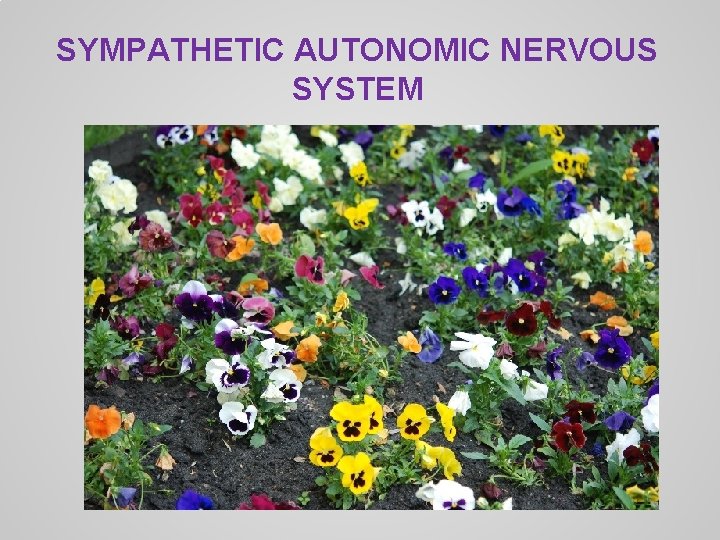 SYMPATHETIC AUTONOMIC NERVOUS SYSTEM 