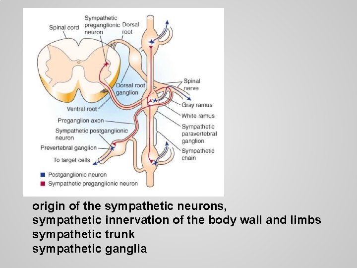 origin of the sympathetic neurons, sympathetic innervation of the body wall and limbs sympathetic