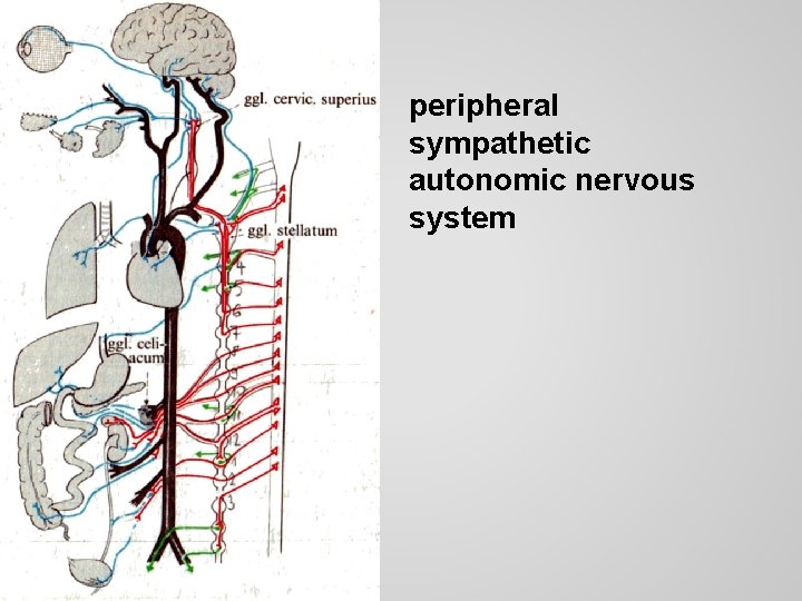 peripheral sympathetic autonomic nervous system 