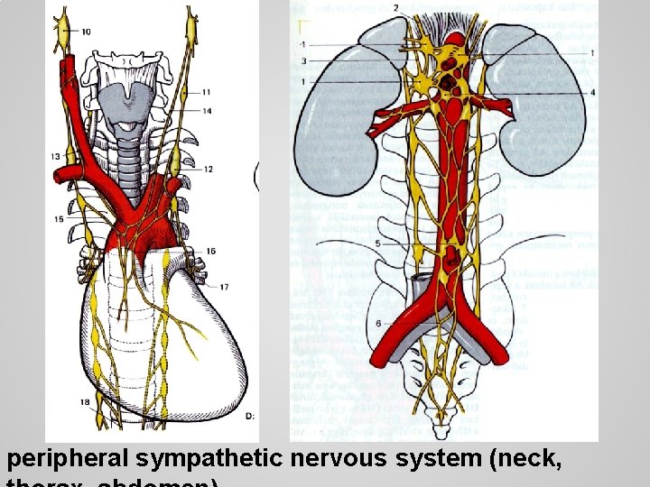 peripheral sympathetic nervous system (neck, 