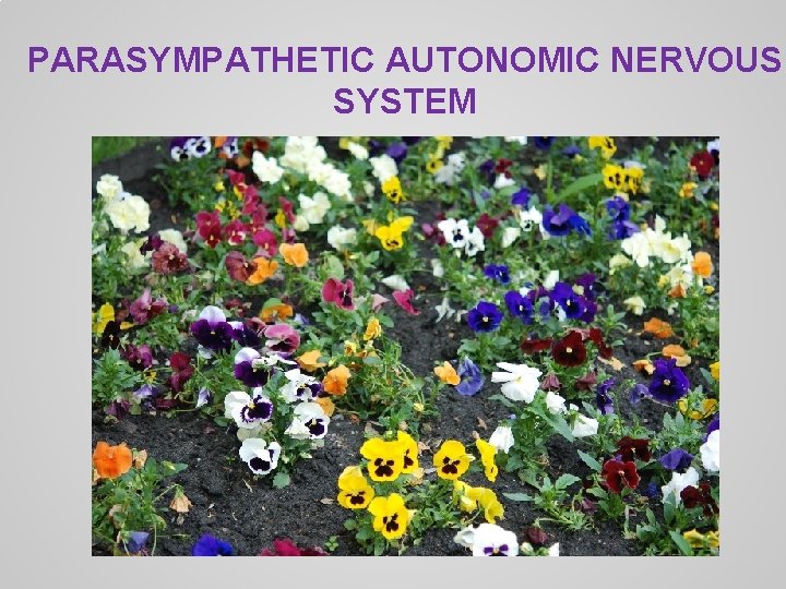 PARASYMPATHETIC AUTONOMIC NERVOUS SYSTEM 