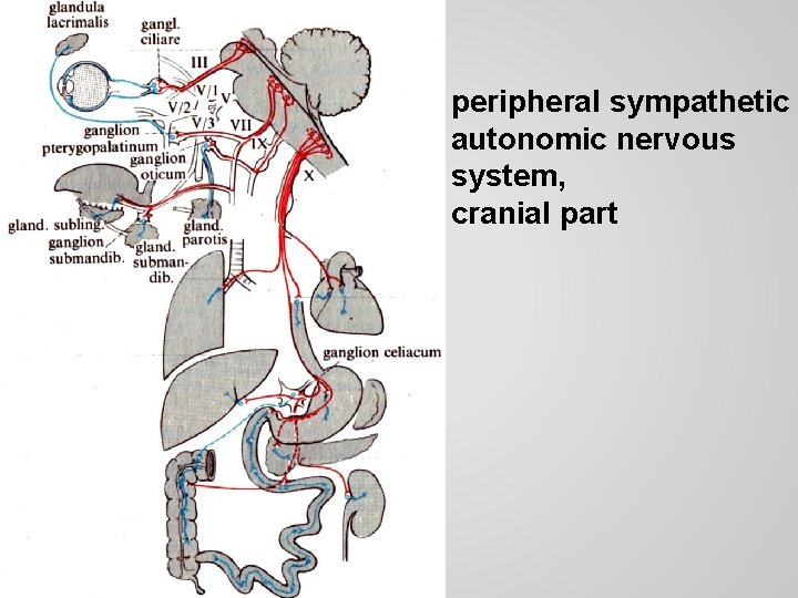 peripheral sympathetic autonomic nervous system, cranial part 