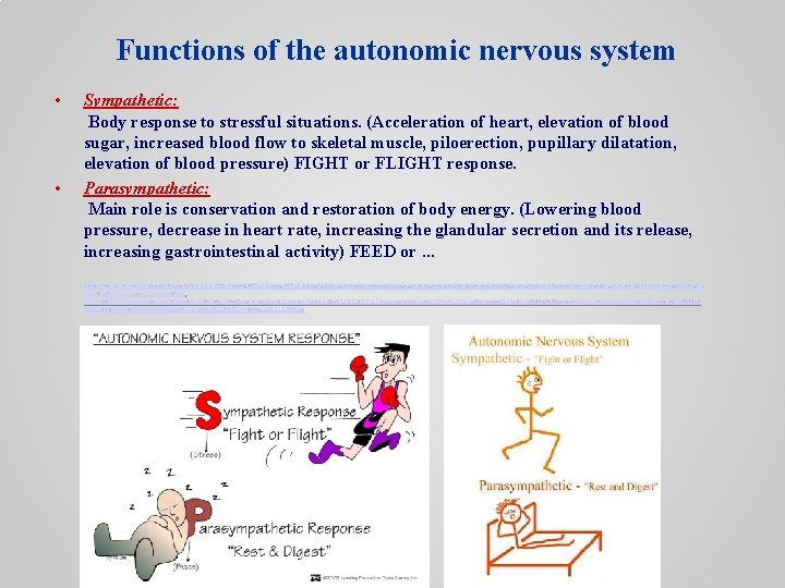 Functions of the autonomic nervous system • • Sympathetic: Body response to stressful situations.