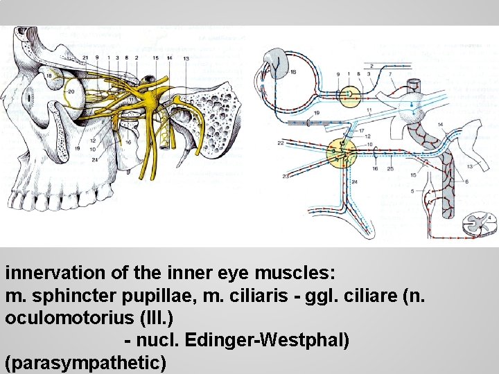 innervation of the inner eye muscles: m. sphincter pupillae, m. ciliaris - ggl. ciliare