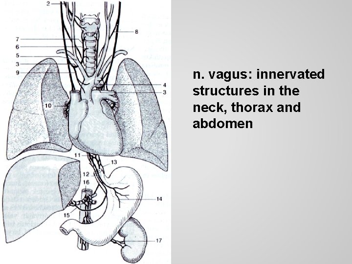 n. vagus: innervated structures in the neck, thorax and abdomen 