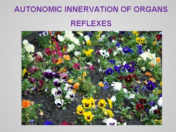 AUTONOMIC INNERVATION OF ORGANS REFLEXES 