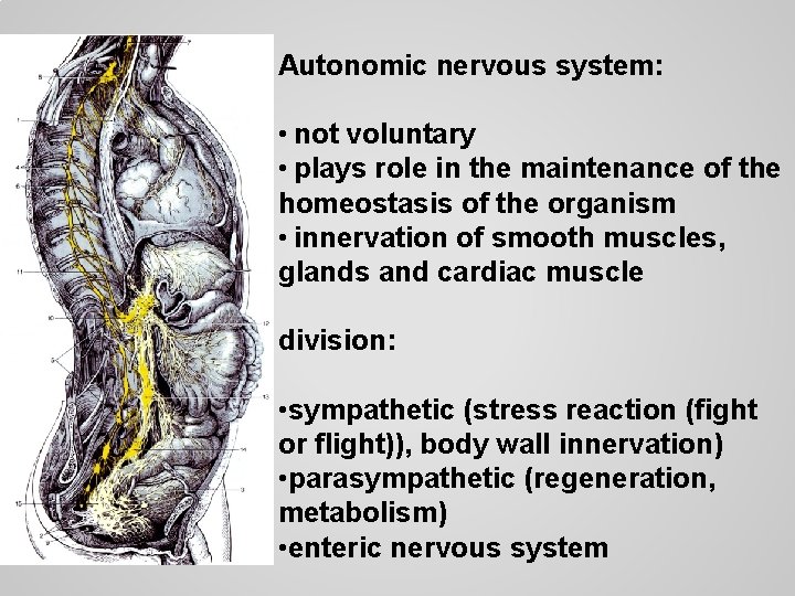 Autonomic nervous system: • not voluntary • plays role in the maintenance of the
