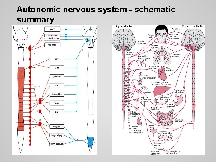 Autonomic nervous system - schematic summary 