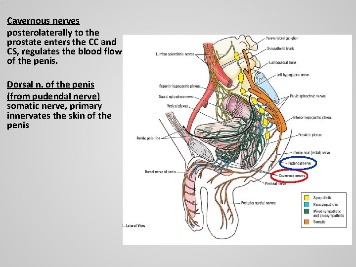 Cavernous nerves posterolaterally to the prostate enters the CC and CS, regulates the blood