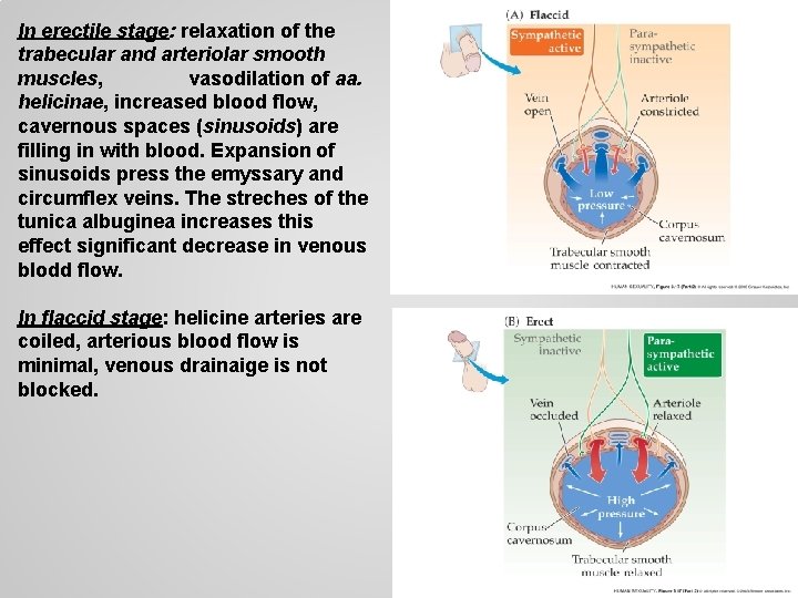 In erectile stage: relaxation of the trabecular and arteriolar smooth muscles, vasodilation of aa.