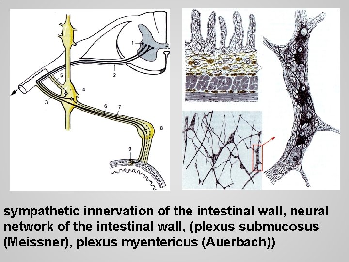 sympathetic innervation of the intestinal wall, neural network of the intestinal wall, (plexus submucosus