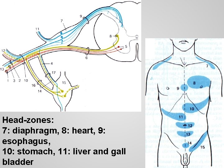 Head-zones: 7: diaphragm, 8: heart, 9: esophagus, 10: stomach, 11: liver and gall bladder