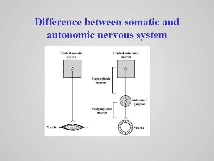 Difference between somatic and autonomic nervous system 