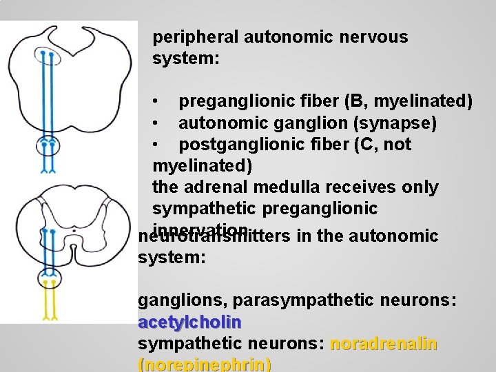 peripheral autonomic nervous system: • preganglionic fiber (B, myelinated) • autonomic ganglion (synapse) •