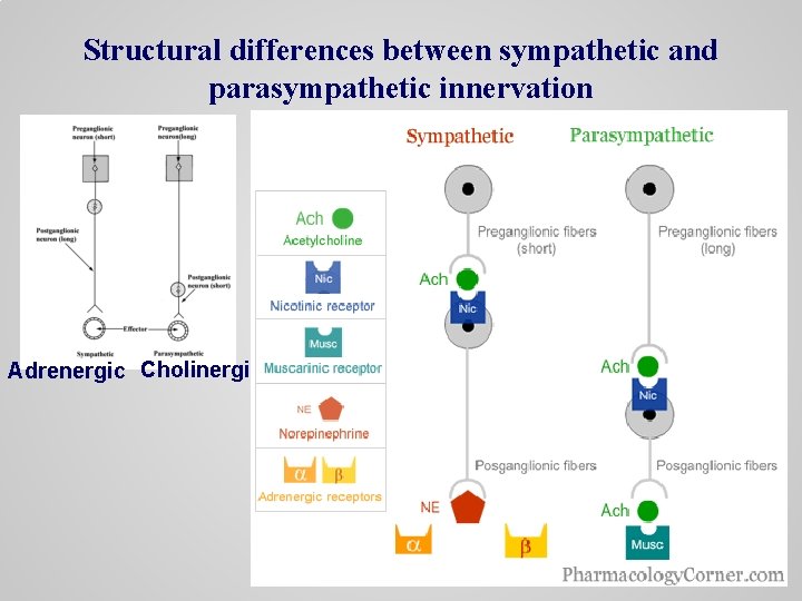 Structural differences between sympathetic and parasympathetic innervation Adrenergic Cholinergic 