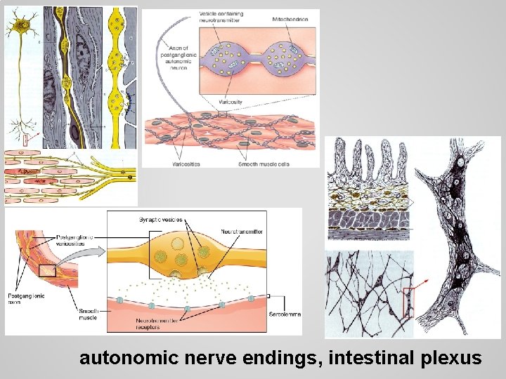 autonomic nerve endings, intestinal plexus 