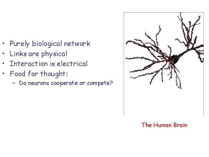  • • Purely biological network Links are physical Interaction is electrical Food for
