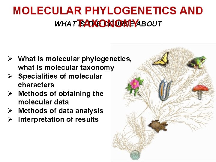 MOLECULAR PHYLOGENETICS AND WHAT TAXONOMY IS THE COURSE ABOUT Ø What is molecular phylogenetics,