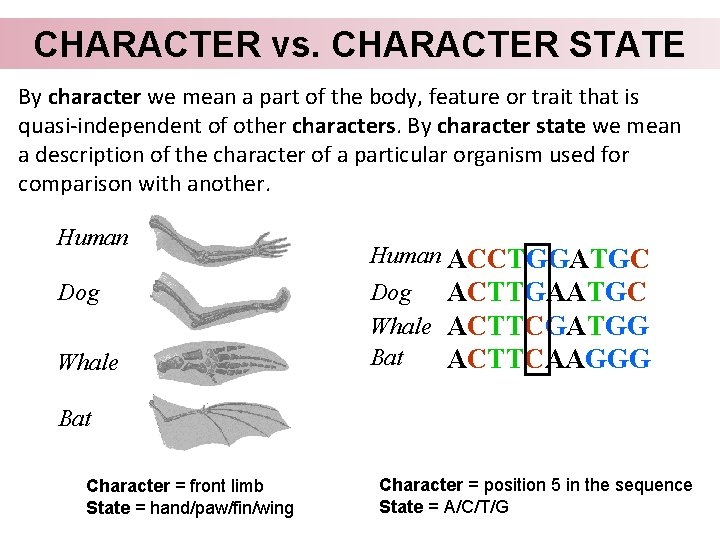 CHARACTER vs. CHARACTER STATE By character we mean a part of the body, feature