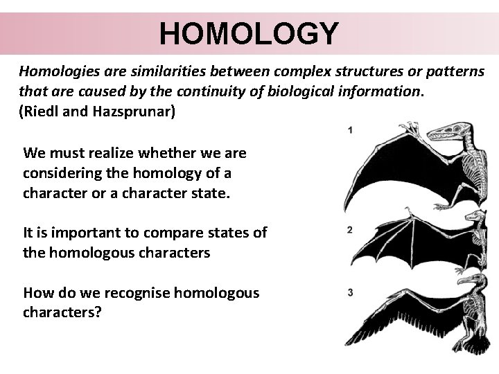 HOMOLOGY Homologies are similarities between complex structures or patterns that are caused by the