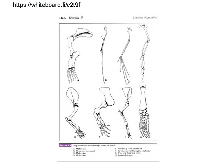 https: //whiteboard. fi/c 2 t 9 f 